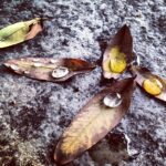 Varun Tej Instagram - #photography#dryleaves#raindrops