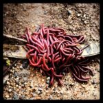 Varun Tej Instagram - #monsoon#worms#yum hahahaha