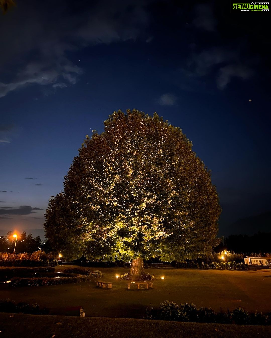 Vicky Kaushal Instagram - Chinar. #nofilter
