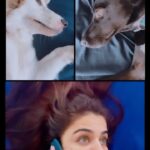 Wamiqa Gabbi Instagram – Always in touch with my fur-ends ♥️🐕🐩
#InternationalDogDay