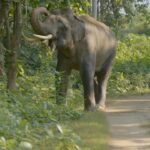 Abijeet Duddala Instagram – The magnificence of this mighty animal is unmatched.. What a show this Tusker gave us! 🐘

#PrimeReels #elephant #safari Jim Corbett National Park