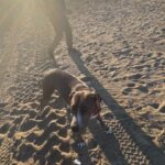 Abijeet Duddala Instagram - Goodmorning!! Happy Sunday.. Here's a Doggo called Messi and a wonderful Californian sunrise.. #riseandshine #sunrise #venicebeach #california #doggo #PrimeReels