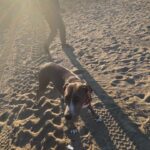 Abijeet Duddala Instagram – Goodmorning!! Happy Sunday.. 

Here’s a Doggo called Messi and a wonderful Californian sunrise..

#riseandshine #sunrise #venicebeach #california #doggo #PrimeReels