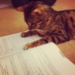 Amber Doig Thorne Instagram – That awkward moment when your cat studies more than you do… #cat #nerd #cute #christmas #crazy #instalove #instalove