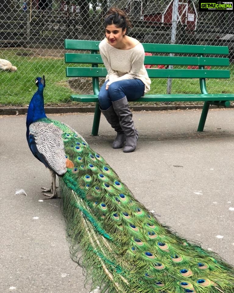 Archana Instagram - This magical GORGEOUS creature (of divine significance in our Indian scriptures too) of our universe has made some insane presence in my life in the pastv4 months - Thank you for your #love You #beauty #you #peacock #peacocks #divine #sopretty #lovely #krishna #lovelovelove #magic Beacon Hill Park Photos