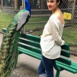Archana Instagram - This magical GORGEOUS creature (of divine significance in our Indian scriptures too) of our universe has made some insane presence in my life in the pastv4 months - Thank you for your #love You #beauty #you #peacock #peacocks #divine #sopretty #lovely #krishna #lovelovelove #magic Beacon Hill Park Photos
