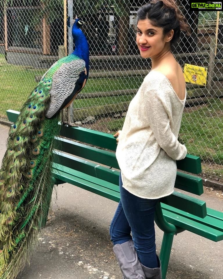 Archana Instagram - This magical GORGEOUS creature (of divine significance in our Indian scriptures too) of our universe has made some insane presence in my life in the pastv4 months - Thank you for your #love You #beauty #you #peacock #peacocks #divine #sopretty #lovely #krishna #lovelovelove #magic Beacon Hill Park Photos