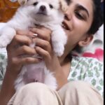 Deepa Thomas Instagram - If you are lucky, a dog will come into your life, steal your heart and change everything :) 💯🤍 Happy 1 year old Avaracha @the_avarachan