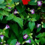 Deepa Thomas Instagram – Flowers need time to bloom . So do you? 🤍

#capturedbydt