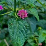 Deepa Thomas Instagram – Flowers need time to bloom . So do you? 🤍

#capturedbydt