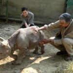 Dia Mirza Instagram - Happy 25th Birthday @wildlifetrustofindia 💚🌳🦏🐯🌏 These images are from my first visit to the CWRC in Assam along with you @vivek4wild. Having known you and worked with you now for 7 years i just want to say your existence helps improve the lives of many more than you can imagine. Including mine! I am richer for calling you my own. WildLife Trust of India’s milestones are many! Here are a few. - Mapped all the 101 corridors used by Asian elephants in India, drew out a green-print to secure them and worked out four securement models. #GajYatra #GajMahotsav - Canopies, corridors and catchments of the Garo Green Spine protected using three flagship species in 16 Village Reserve Forests in the Garo Hills, Meghalaya. - Pioneered systematic wildlife rehabilitation as a tool for conservation in India in partnership with IFAW. -Raised consciousness of judiciary, enforcement agencies and public to the word `wildlife crime’ and started a whole new arena of the fight against crime. - More than 16,000 wildlife staff of over 150 Protected Areas imparted Level 1 anti-poaching training. More than 20,000 frontline staff provided ex-gratia assurance against death or injury on duty. You can also be a part of their good work and support us to keep wild India #ForeverWild 💚 Visit www.wti.org.in to know more! #WTI25 #WildLifeTrustOfIndia #ForPeopleForPlanet