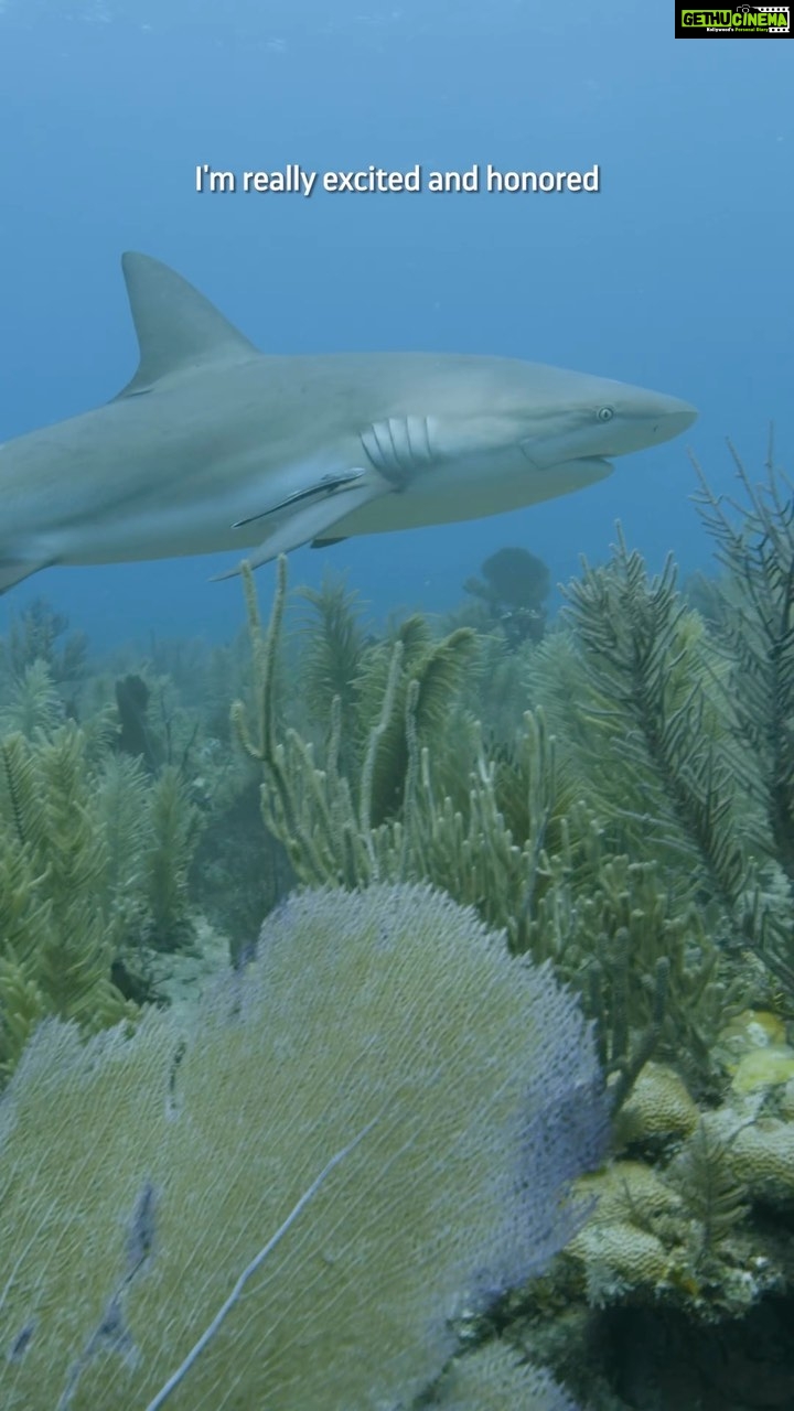 Esha Gupta Instagram - Did you know that critical species that help maintain the health of marine ecosystems could vanish during our lifetime? Sharks help to protect coral reefs, reduce the spread of diseases among marine species, and contribute to the flow of the carbon cycle. Yet their existence is being threatened daily due to high demand for their fins and meat and a poorly regulated market, causing global shark populations to have suffered a 70% decline over the last 50 years. But there is still hope. We are excited to introduce our new SeaLegacy Ocean Ambassador, actor, environmentalist, and shark advocate @egupta. She joins our co-founders and partners in calling on countries to support Panama’s Proposal 37 at @cites this November. The adoption of Proposal 37 would help regulate a huge part of the global trade in shark fins and products for the first time in history and would represent a momentous step forward in shark conservation efforts. Join Esha and help save sharks from extinction by resharing this video and stay tuned for more updates as our team heads to the CITES conference starting November 14. We’re in this together! @mitty @paulnicklen @andy_mann @migramarnet @fundacionmarviva @ifawglobal @thewcs @pelagioskakunja @soaperu @soa @max_bello @fundacionmalpelo @betadiversidad @miambientepma #CITESCoP19 #wildlife #conservation #sharks #savesharks Panama City, Panama