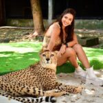 Eshanya Maheshwari Instagram - I just met the most magnificent creatures in the world Tiger 🐅 and cheetah 🐆 At this beautiful and well managed @tigerkingdom_phuket 😍 They have soo many tigers , white tiger and cheetahs to be honest I’m even scared of dogs 🙈 so I didn’t wanted to enter this place in the start but my friends pushed me, and staff at @tigerkingdom_phuket they made me so comfortable around tiger and cheetah 😅 they definitely have some rules which you have to maintain to experience the up close look of these gorgeous animals So go visit @tigerkingdom_phuket on your next visit to Phuket Wearing - @veromodaindia Travelling partner- @bonvoyage_escapes Tiger Kingdom Phuket