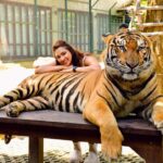 Eshanya Maheshwari Instagram - I just met the most magnificent creatures in the world Tiger 🐅 and cheetah 🐆 At this beautiful and well managed @tigerkingdom_phuket 😍 They have soo many tigers , white tiger and cheetahs to be honest I’m even scared of dogs 🙈 so I didn’t wanted to enter this place in the start but my friends pushed me, and staff at @tigerkingdom_phuket they made me so comfortable around tiger and cheetah 😅 they definitely have some rules which you have to maintain to experience the up close look of these gorgeous animals So go visit @tigerkingdom_phuket on your next visit to Phuket Wearing - @veromodaindia Travelling partner- @bonvoyage_escapes Tiger Kingdom Phuket