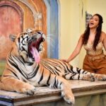 Eshanya Maheshwari Instagram - I just met the most magnificent creatures in the world Tiger 🐅 and cheetah 🐆 At this beautiful and well managed @tigerkingdom_phuket 😍 They have soo many tigers , white tiger and cheetahs to be honest I’m even scared of dogs 🙈 so I didn’t wanted to enter this place in the start but my friends pushed me, and staff at @tigerkingdom_phuket they made me so comfortable around tiger and cheetah 😅 they definitely have some rules which you have to maintain to experience the up close look of these gorgeous animals So go visit @tigerkingdom_phuket on your next visit to Phuket Wearing - @veromodaindia Travelling partner- @bonvoyage_escapes Tiger Kingdom Phuket