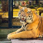 Eshanya Maheshwari Instagram - I just met the most magnificent creatures in the world Tiger 🐅 and cheetah 🐆 At this beautiful and well managed @tigerkingdom_phuket 😍 They have soo many tigers , white tiger and cheetahs to be honest I’m even scared of dogs 🙈 so I didn’t wanted to enter this place in the start but my friends pushed me, and staff at @tigerkingdom_phuket they made me so comfortable around tiger and cheetah 😅 they definitely have some rules which you have to maintain to experience the up close look of these gorgeous animals So go visit @tigerkingdom_phuket on your next visit to Phuket Wearing - @veromodaindia Travelling partner- @bonvoyage_escapes Tiger Kingdom Phuket