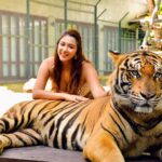 Eshanya Maheshwari Instagram - I just met the most magnificent creatures in the world Tiger 🐅 and cheetah 🐆 At this beautiful and well managed @tigerkingdom_phuket 😍 They have soo many tigers , white tiger and cheetahs to be honest I’m even scared of dogs 🙈 so I didn’t wanted to enter this place in the start but my friends pushed me, and staff at @tigerkingdom_phuket they made me so comfortable around tiger and cheetah 😅 they definitely have some rules which you have to maintain to experience the up close look of these gorgeous animals So go visit @tigerkingdom_phuket on your next visit to Phuket Wearing - @veromodaindia Travelling partner- @bonvoyage_escapes Tiger Kingdom Phuket