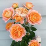 Evelyn Sharma Instagram - 🥇🌹👩🏻‍🌾 #rosesinmygarden #peachroses