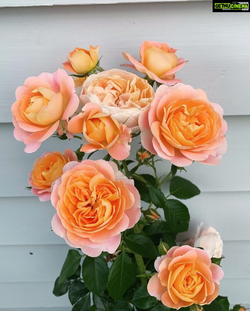 Evelyn Sharma Instagram - 🥇🌹👩🏻‍🌾 #rosesinmygarden #peachroses