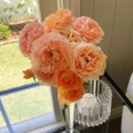 Evelyn Sharma Instagram - 🥇🌹👩🏻‍🌾 #rosesinmygarden #peachroses