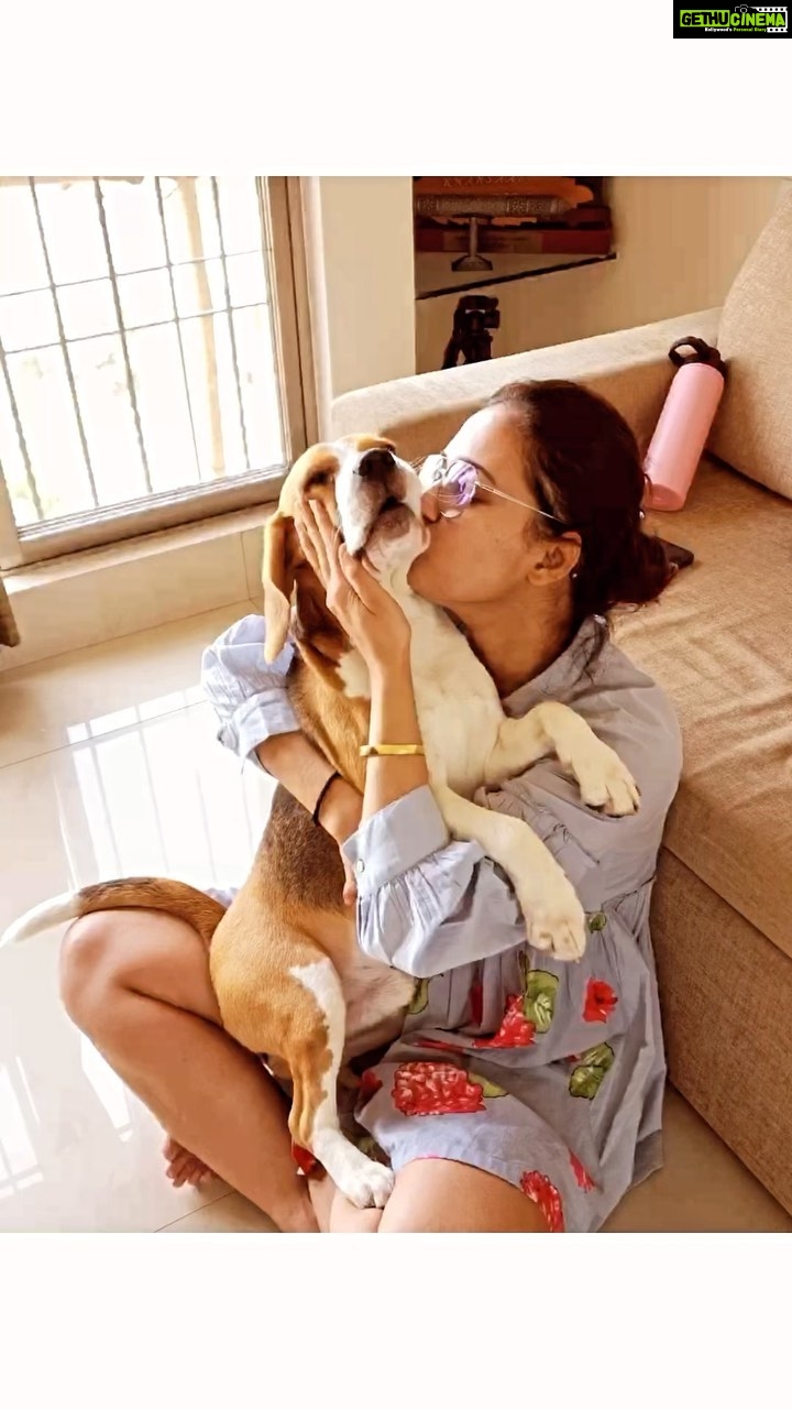 Gajala Instagram - I am mumma’s baby😍 @gazala24 . . . . . . . . . #bucketthebeagle #bucketbeagle #mummaboy #love #babyboy #unconditionallove #dogmom #beagle #gajala #gazala #instagram #foryou #instalike #reels #dogsofinstagram #doglover