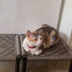 Isha Chawla Instagram - Yeeeaaayyyy ……. Phoebe likes her new seat . . . #phoebe #catlove #catmom #mybaby #happiness #talkingcat #trendingcat