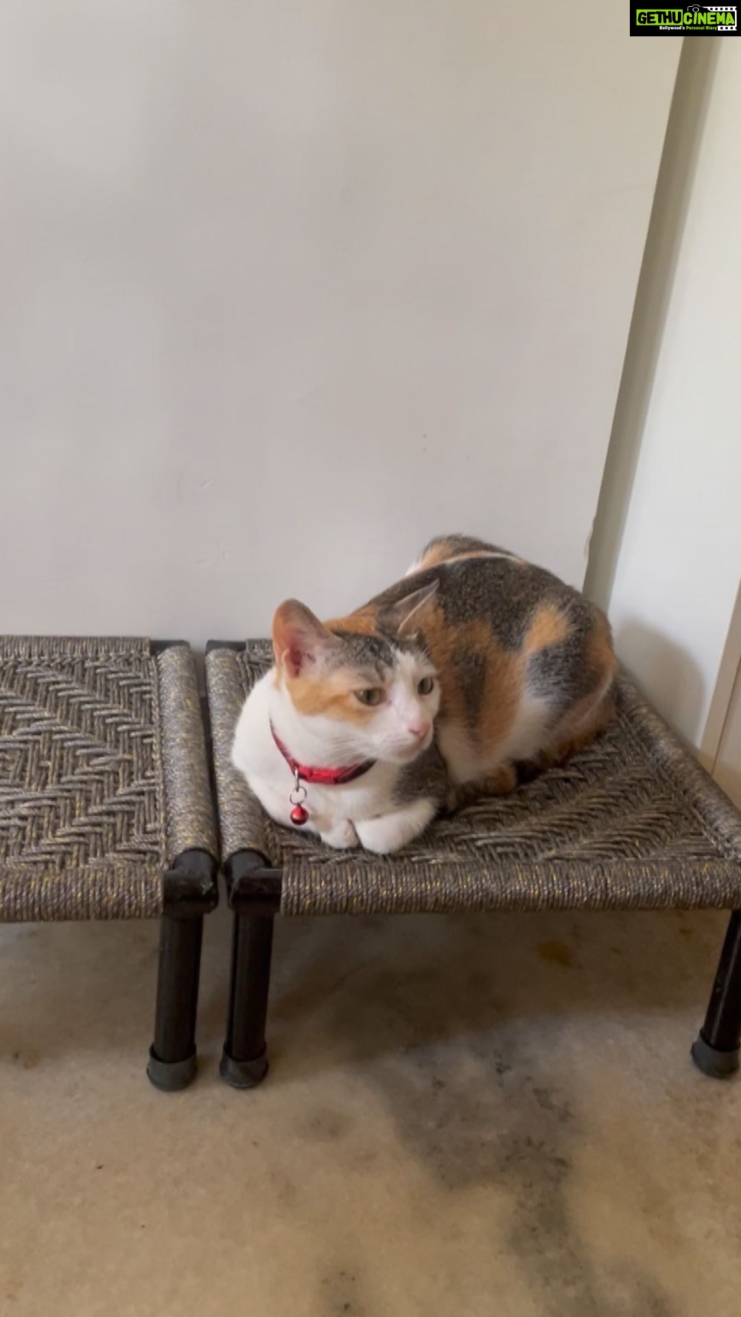 Isha Chawla Instagram - Yeeeaaayyyy ……. Phoebe likes her new seat . . . #phoebe #catlove #catmom #mybaby #happiness #talkingcat #trendingcat