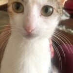 Isha Chawla Instagram - Mucchar Singh 🖤 . . . #phoebe #love #truelove #catsofinstagram #animallove #cats #whiskas #muchhar #billi #talkingcat #kitty