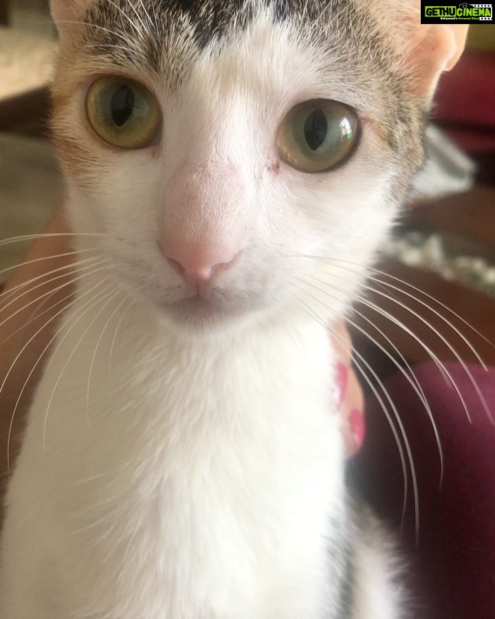 Isha Chawla Instagram - Mucchar Singh 🖤 . . . #phoebe #love #truelove #catsofinstagram #animallove #cats #whiskas #muchhar #billi #talkingcat #kitty