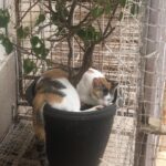 Isha Chawla Instagram - How this mini storm brought so much calm in my life ❤️ Thank you #Phoebe for finding me . 5 months old today 🐱 . . . #phoebe #catsofinstagram #love #pets #dontshopadopt🐾 #catstagram #catlife #cats #calico #dhs #eshachawla #love #life #gratitude