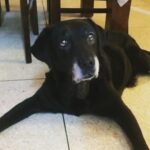 Isha Chawla Instagram - Today I raise a toast to this beautiful soul Frisky. You taught us compassion ,patience and above all true love. But as a famous poet said “Mortal flesh must come to clay”You were n will always remain an integral part of our lives . Your body may have departed but your soul n the beautiful memories will always remain etched in our hearts. ❤️ cheers to the long and healthy 14 years of joy you gave us . FRISKY . May your soul rest in peace my love . #rip #frisky #love #lovemydogs #truelove #peace #gratitude