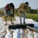 Jackie Shroff Instagram - Creating an environment where crops can grow. 🌾 💚 First harvest of Khara Munga rice and Valay Rice at the farm