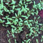 Kalpika Ganesh Instagram - And when @homecrop #spinach starts budding 10days old now .. they started to pop up in 3days after the seeds were sown Now my breakfast smoothies will become yummier from @homecrop Thank you for special give away And letting me try this💗 #homecrop #spinach #homegarden #smoothie