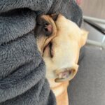 Karishma Kotak Instagram - Good afternoon 🐾 🐾 #duke #dogsofinstagram #pug #frenchbulldog
