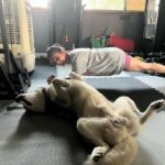 Kriti Kharbanda Instagram - There are two kinds of people in this world. The ones who plank and the ones who reverse plank. Which one are you!? 😅😅 . . . #plankchallenge #plankitlikeitshot #dogsofinstagram #puppylove @drogohusky