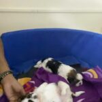 Ma Ka Pa Anand Instagram – New members #puppy 🧿