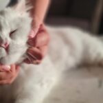 Manjima Mohan Instagram - Squishing the squishable squish-bucket❤ #catsofinstagram #catslover #catmom