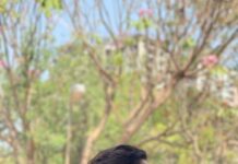 Mithila Palkar Instagram - 🌳