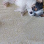 Mona Singh Instagram – Happy 3 months my little Idli 💙❤ #puppyoftheday #puppylife #3monthsold #mylove