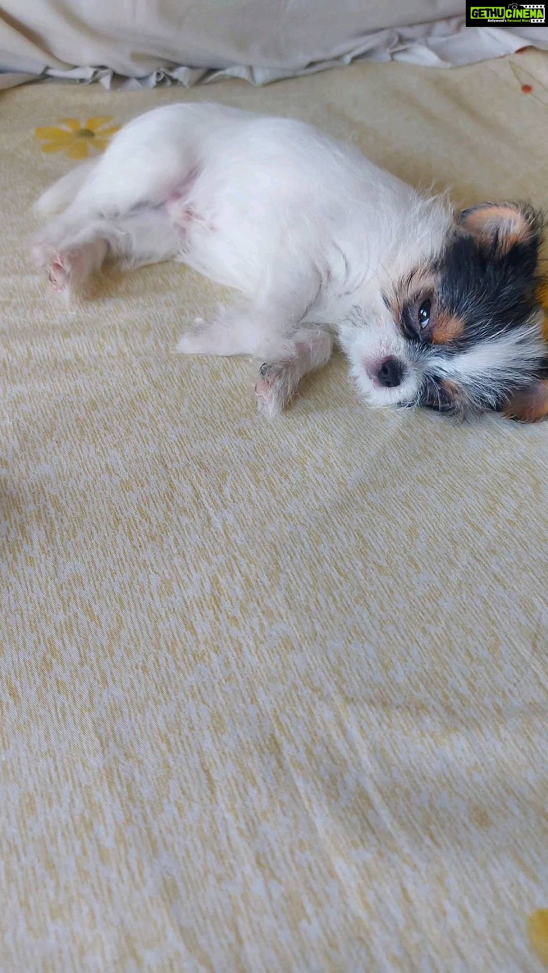 Mona Singh Instagram - Happy 3 months my little Idli 💙❤ #puppyoftheday #puppylife #3monthsold #mylove