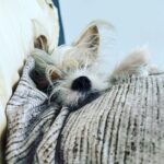 Mona Singh Instagram – Hellooo weekend #morningvibes #wakeup #saturday #letsplay #mylilbaby #puppylove