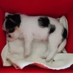 Mona Singh Instagram – Welcome home u little one #purelove❤️ #puppylove