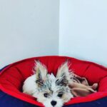 Mona Singh Instagram - Idli - are we going out ? Me - nooo it's too hot Idli -hmmmm #puppygram #puppyeyes #instapuppy #mybabyboy💙