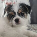 Mona Singh Instagram – Welcome home u little one #purelove❤️ #puppylove