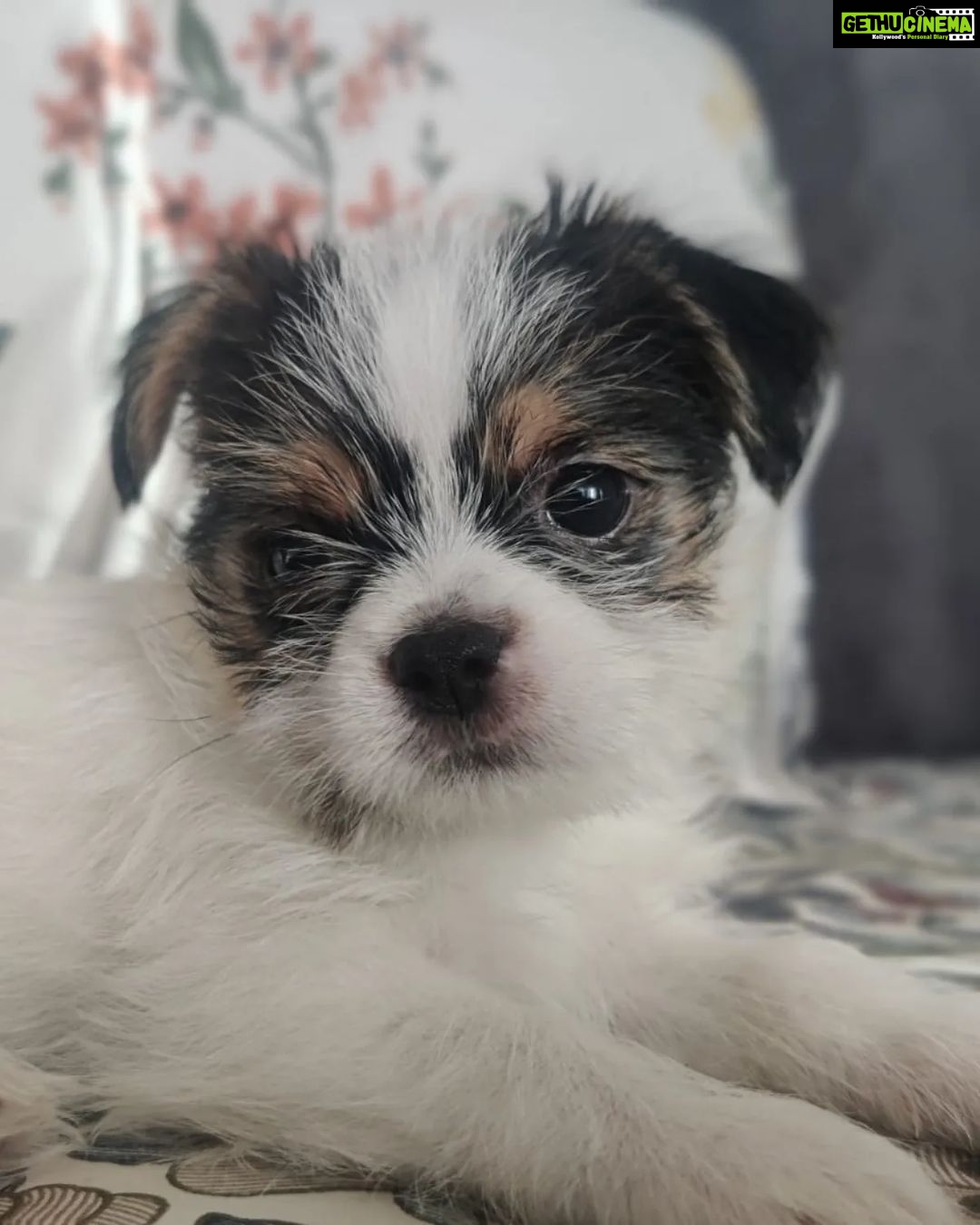 Mona Singh Instagram - Welcome home u little one #purelove❤️ #puppylove