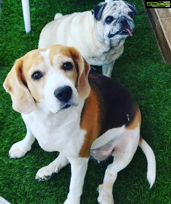 Mona Singh Instagram - Are we in the green zone hmmm.. #zonestreet #lockdown #greenzone #wannagoout #covid19 #simba #nyla