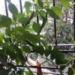 Mona Singh Instagram - Organic mirchi in my kitchen garden #organic #chillies #green #gogreen #happyme #instapic