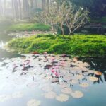 Mona Singh Instagram – blisssss……. view from my room #peace #lotus #divineplan #beauty #nature #travel #earlymorning #sunrise #instagood #instapic