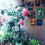 Mona Singh Instagram – My terrace garden…… #flower #flowerstagram #terrace #plants #beautyblogger #peace #love #greenday #bluesky #butterfly #instadaily