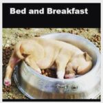 Mona Singh Instagram - Oi oi oi ......... #puppylove #love #cutie
